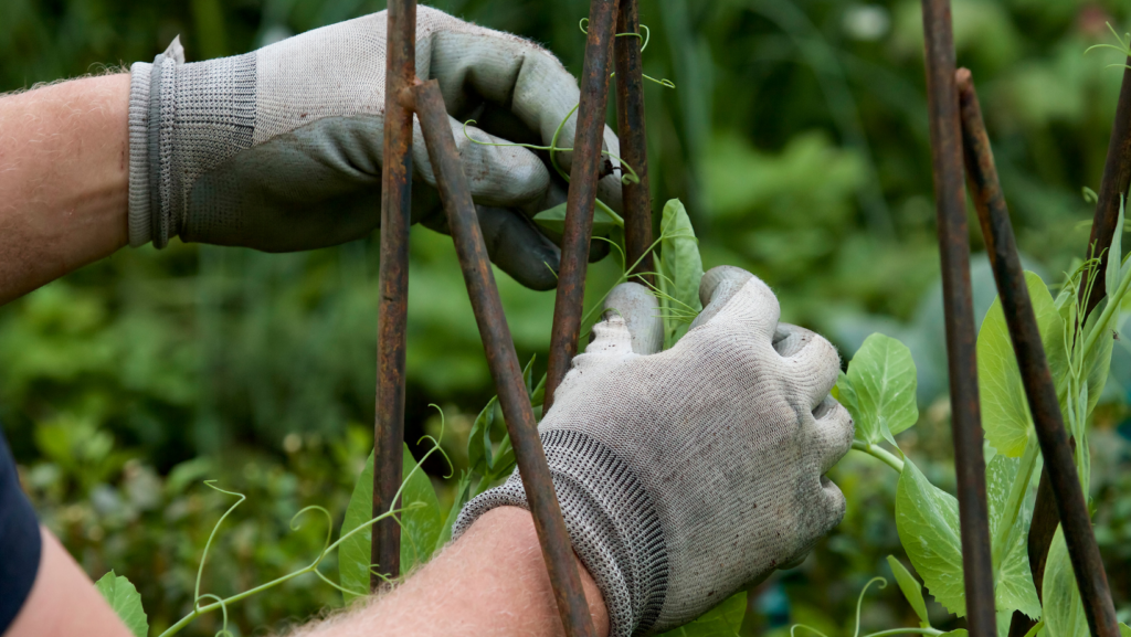 Gardening for Dummies